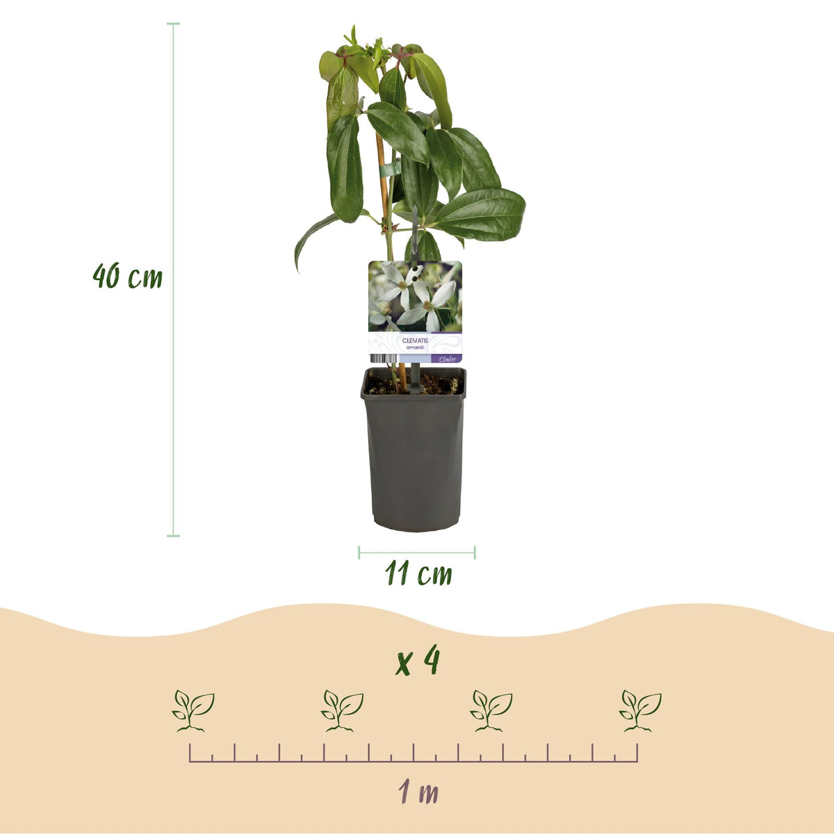 Klimplant - Clematis armandii - Forestbloom