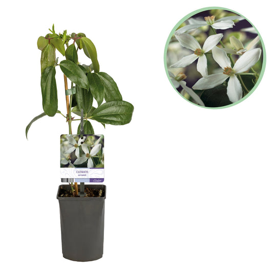 Klimplant - Clematis armandii - Forestbloom