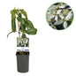 Klimplant - Clematis armandii - Forestbloom