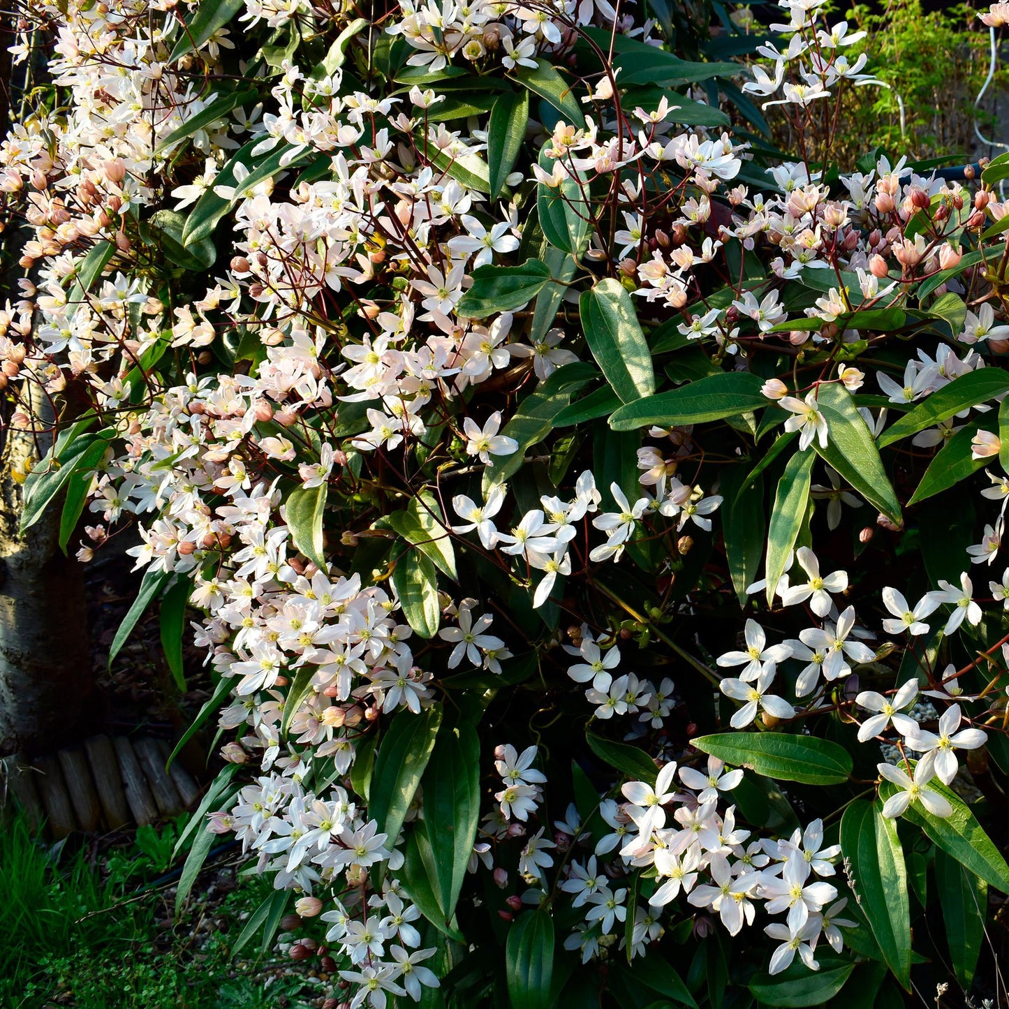 Klimplant - Clematis armandii - Forestbloom