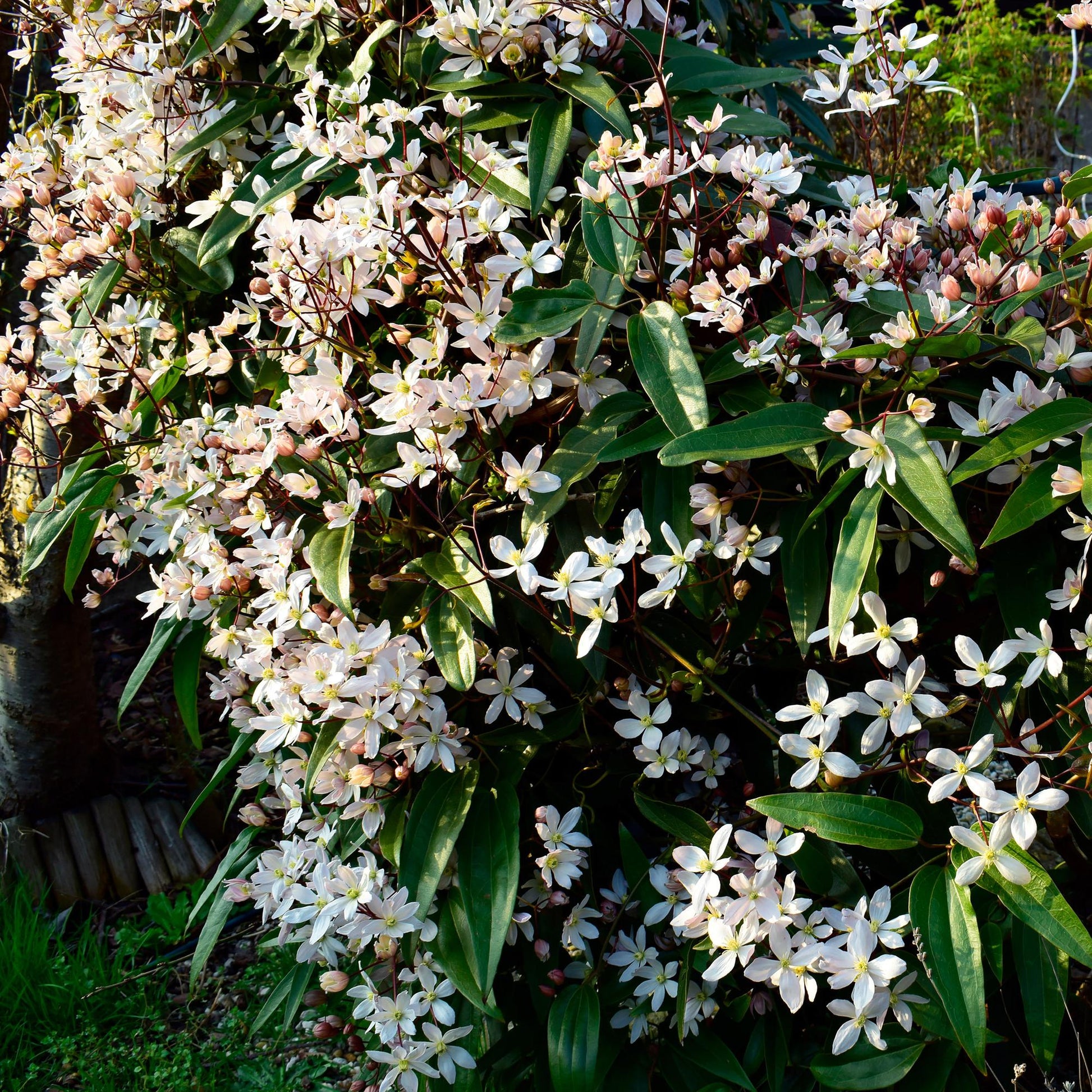 Klimplant - Clematis armandii - Forestbloom