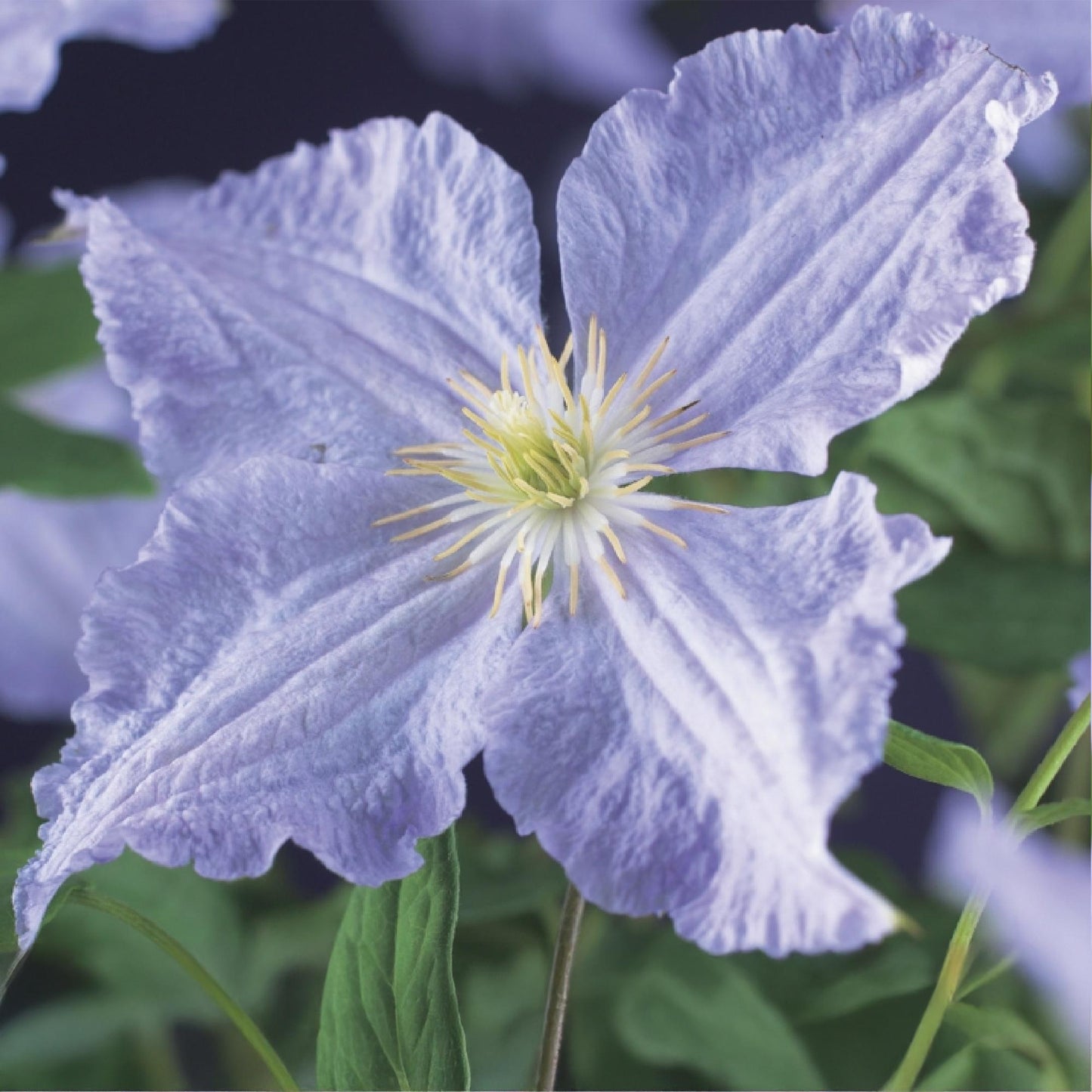 Klimplant - Clematis Blue Angel - 2 planten - Forestbloom