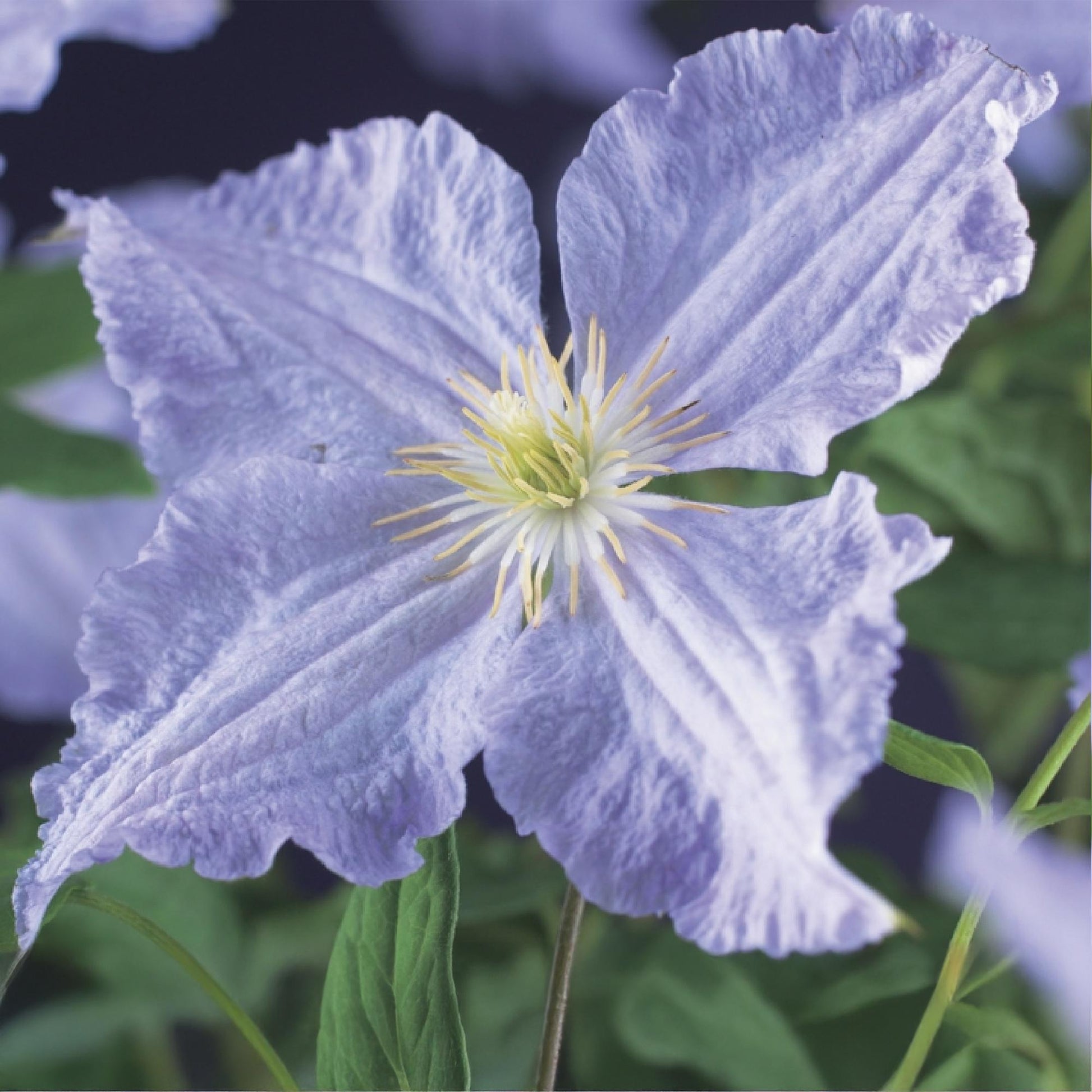 Klimplant - Clematis Blue Angel - 2 planten - Forestbloom