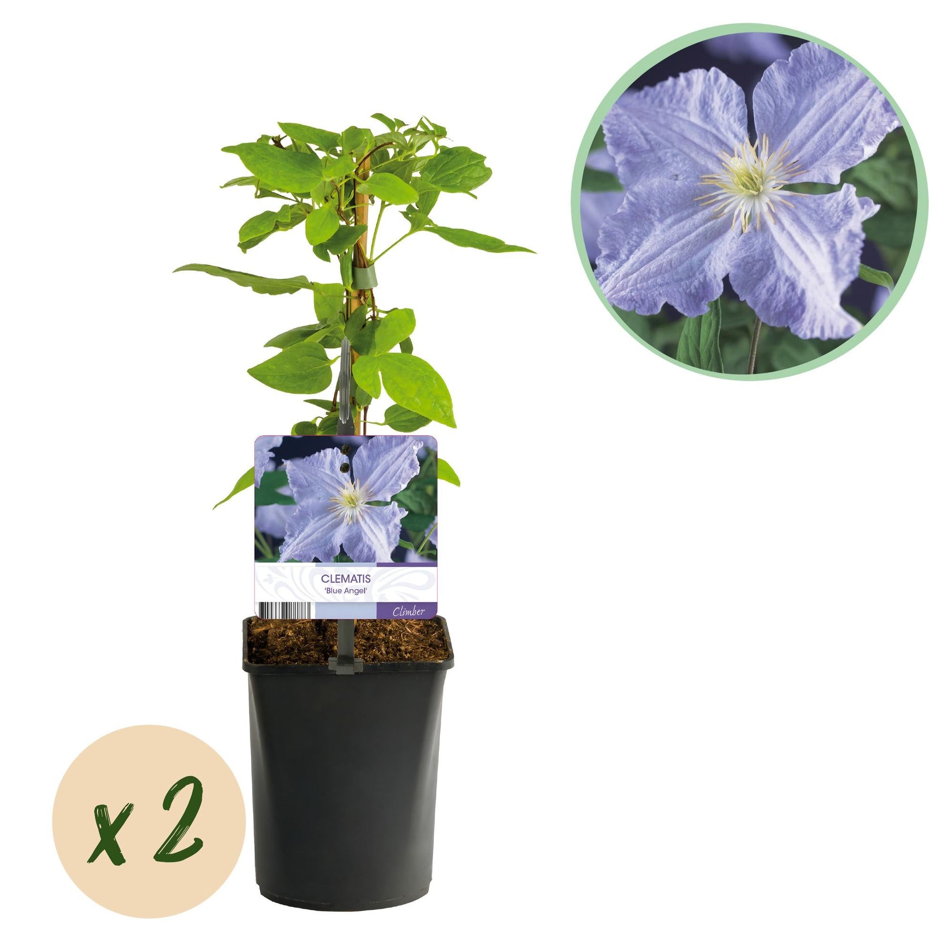 Klimplant - Clematis Blue Angel - 2 planten - Forestbloom