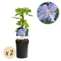 Klimplant - Clematis Blue Angel - 2 planten - Forestbloom