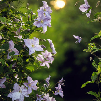 Klimplant - Clematis Blue Angel - 2 planten - Forestbloom