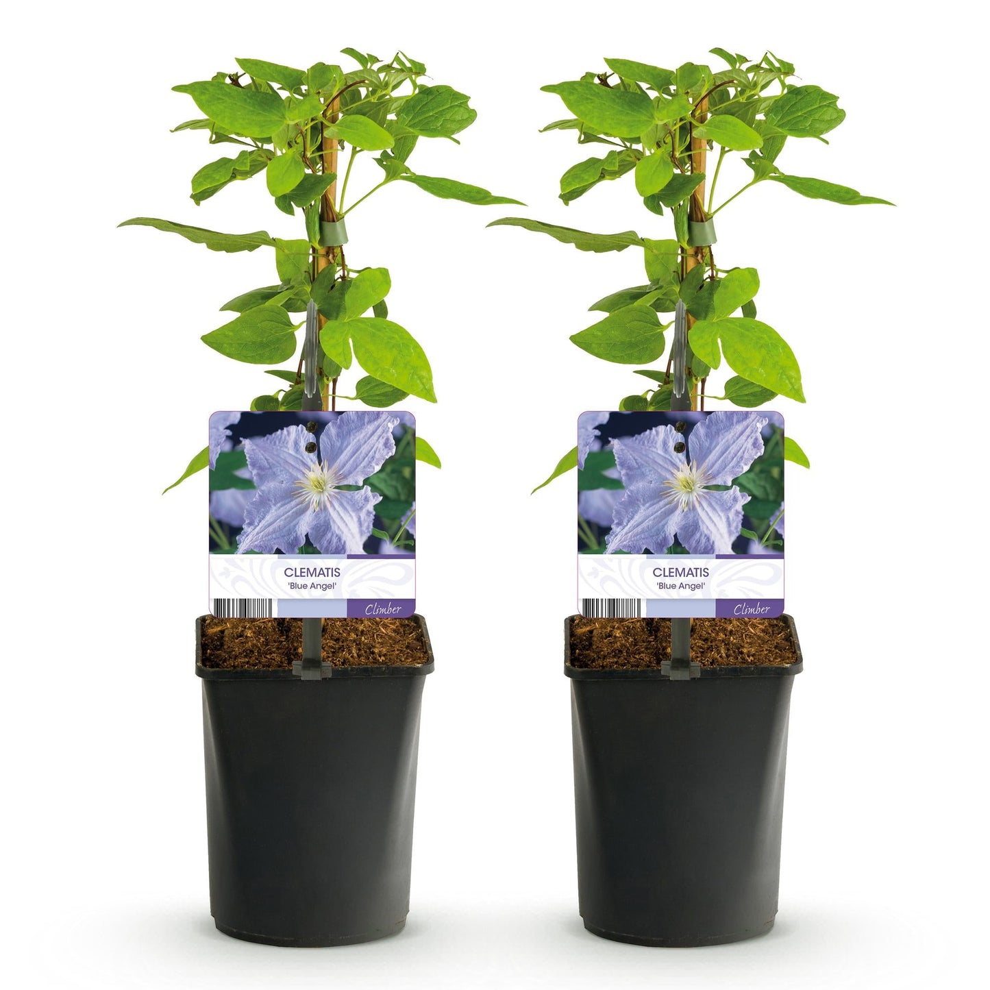 Klimplant - Clematis Blue Angel - 2 planten - Forestbloom