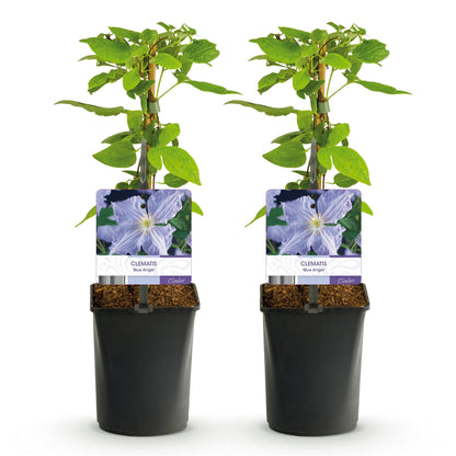 Klimplant - Clematis Blue Angel - 2 planten - Forestbloom