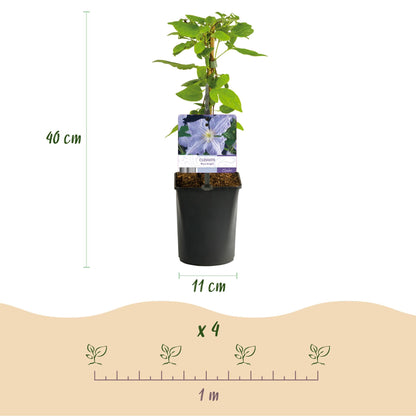 Klimplant - Clematis Blue Angel - 2 planten - Forestbloom