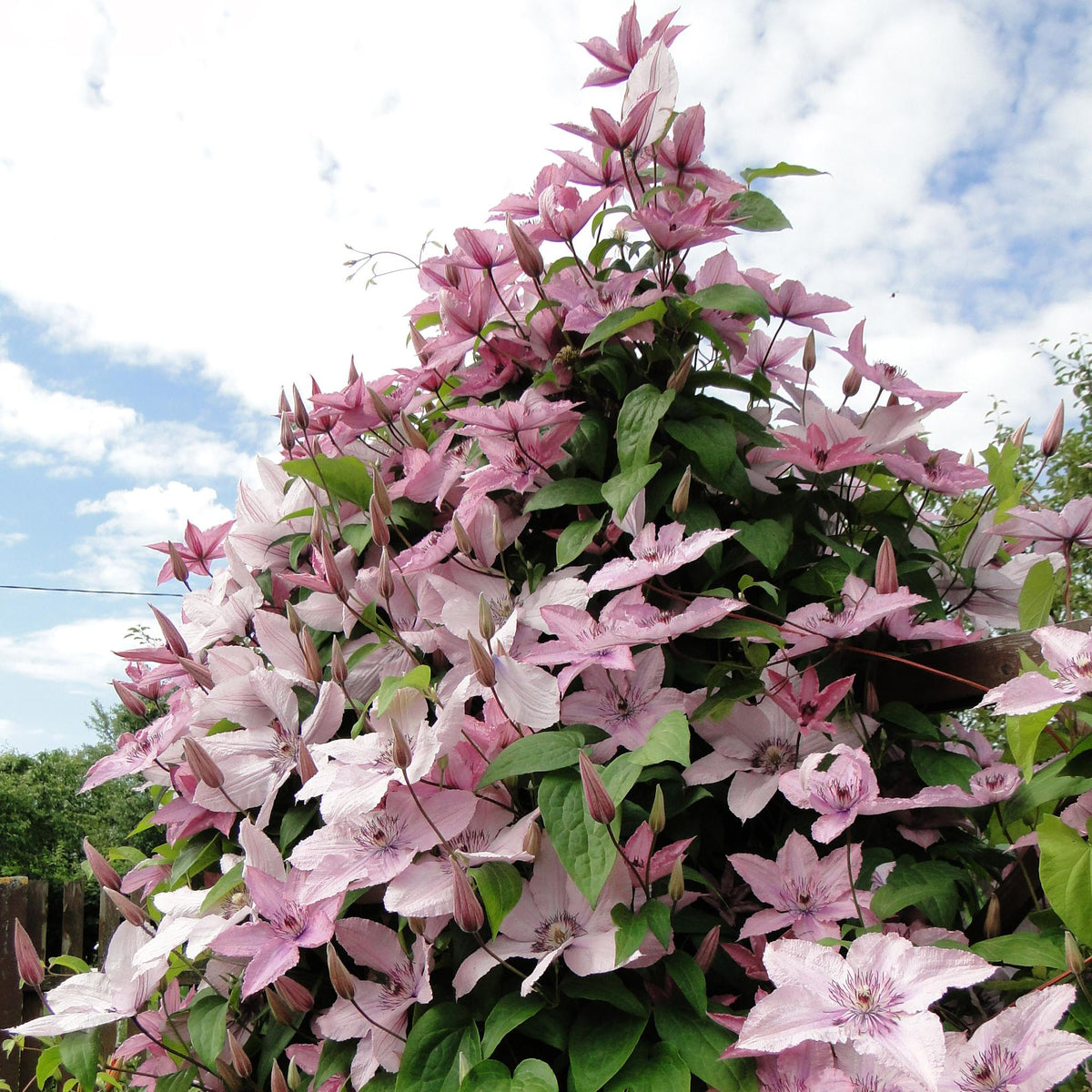 Klimplant - Clematis Hagley Hybrid - 2 planten - Forestbloom