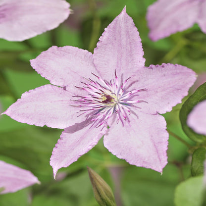 Klimplant - Clematis Hagley Hybrid - 2 planten - Forestbloom