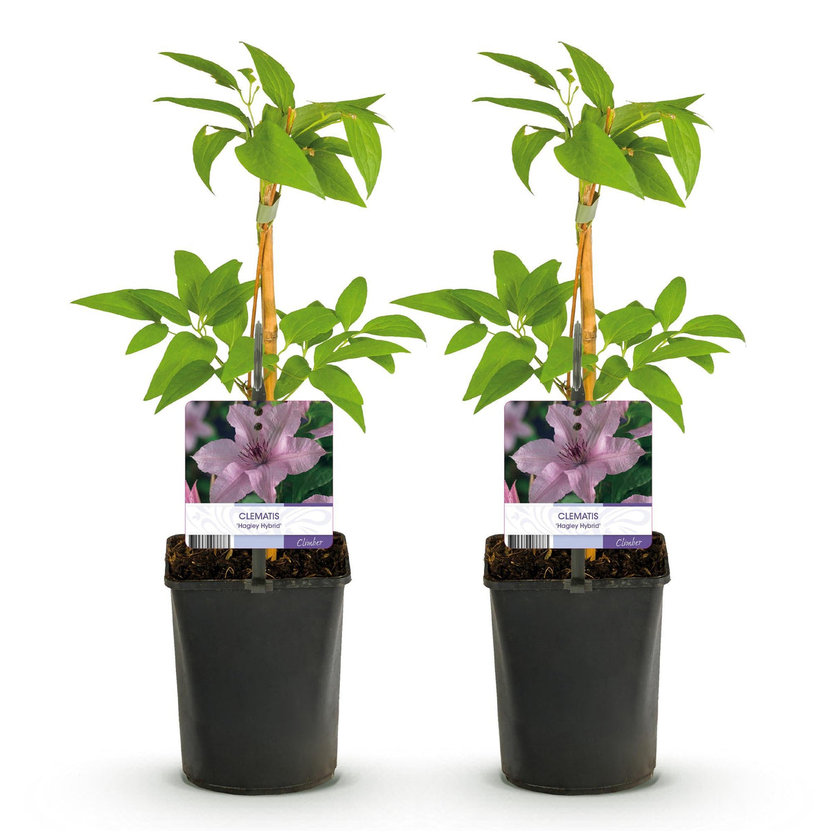 Klimplant - Clematis Hagley Hybrid - 2 planten - Forestbloom