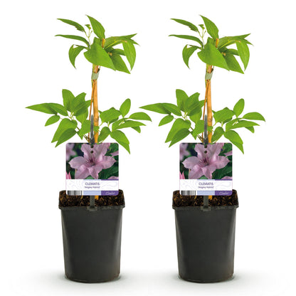 Klimplant - Clematis Hagley Hybrid - 2 planten - Forestbloom