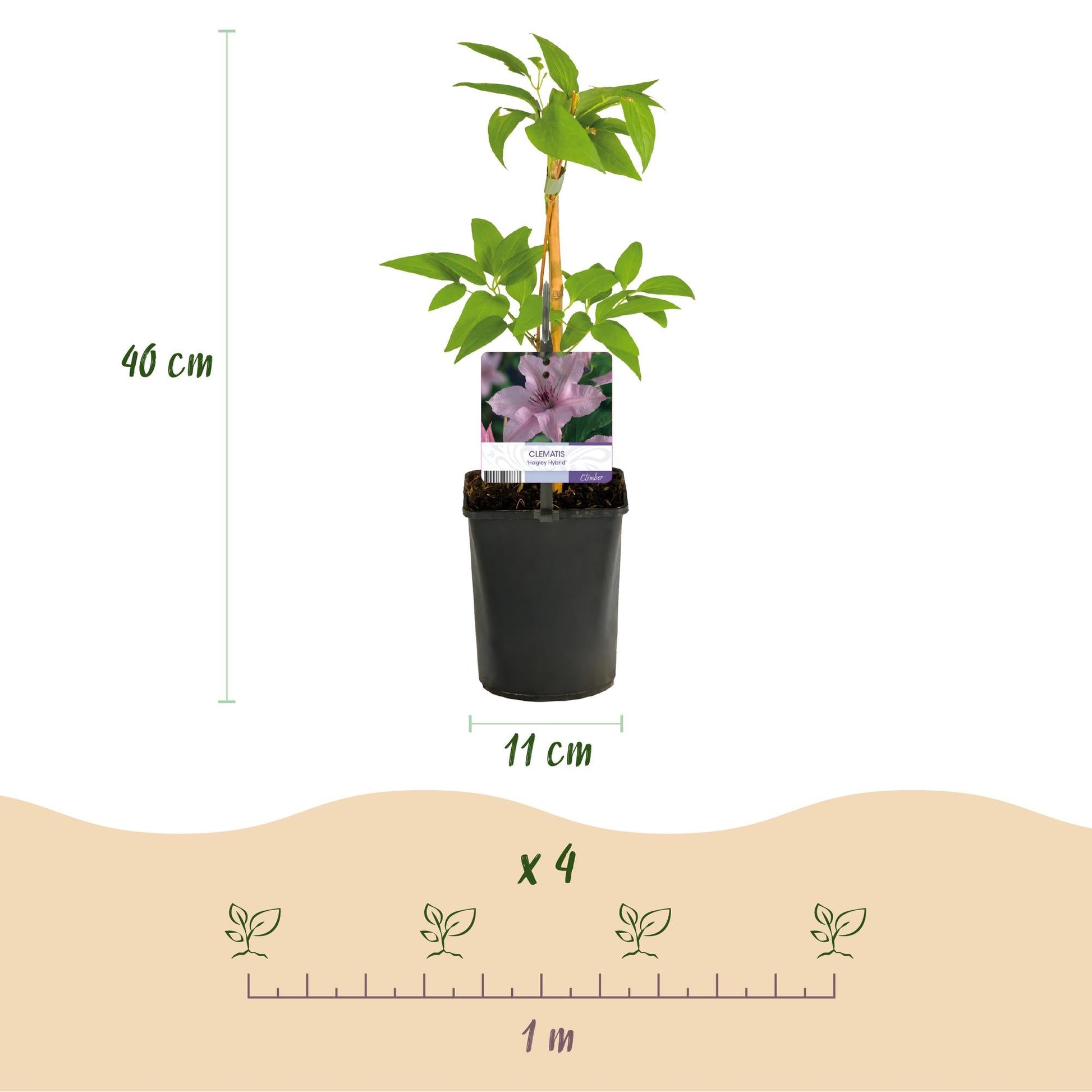 Klimplant - Clematis Hagley Hybrid - 2 planten - Forestbloom