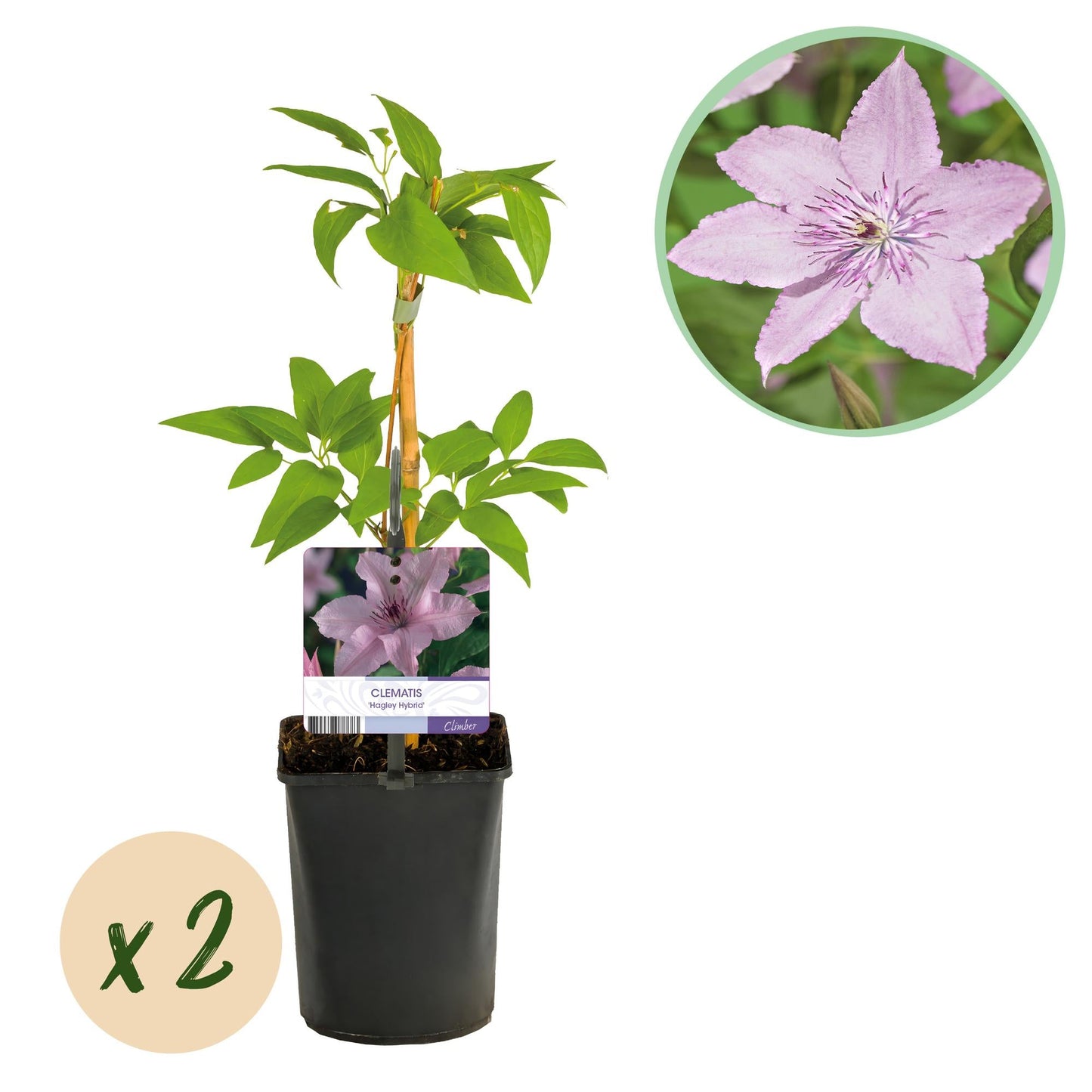 Klimplant - Clematis Hagley Hybrid - 2 planten - Forestbloom