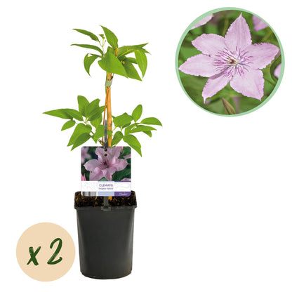Klimplant - Clematis Hagley Hybrid - 2 planten - Forestbloom