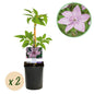 Klimplant - Clematis Hagley Hybrid - 2 planten - Forestbloom