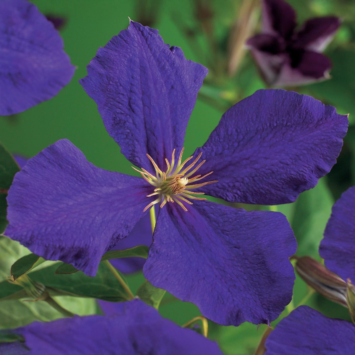 Klimplant - Clematis Jackmanii - 2 planten - Forestbloom