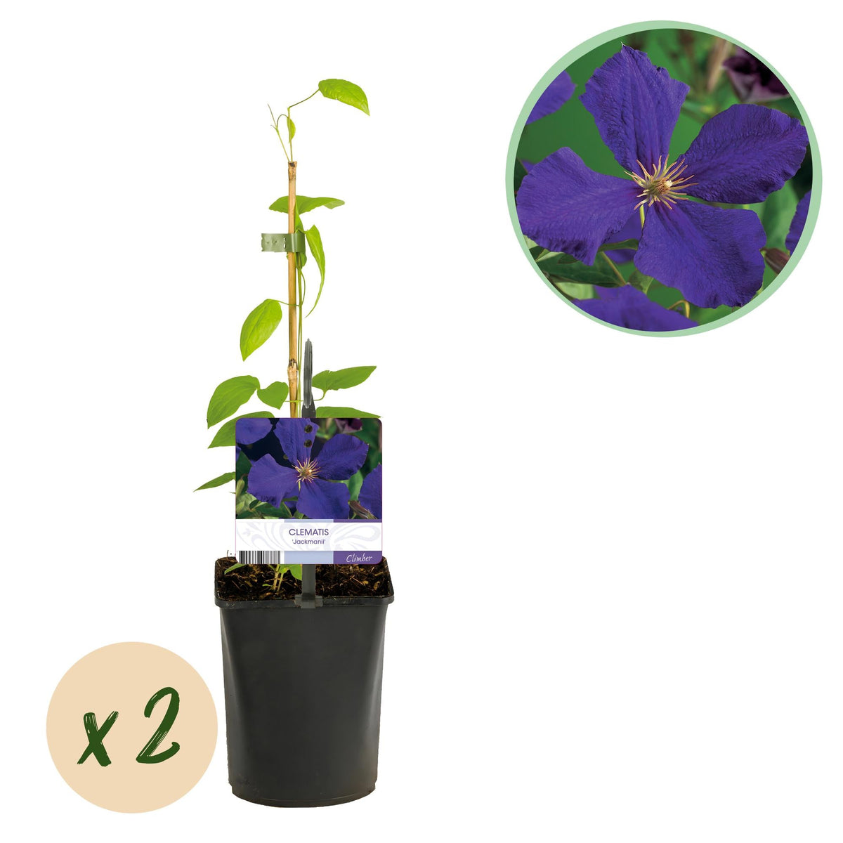 Klimplant - Clematis Jackmanii - 2 planten - Forestbloom