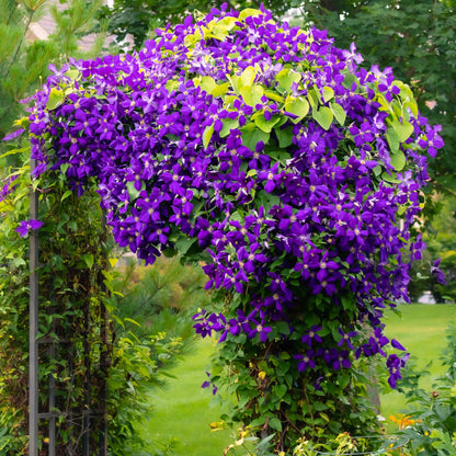 Klimplant - Clematis Jackmanii - 2 planten - Forestbloom