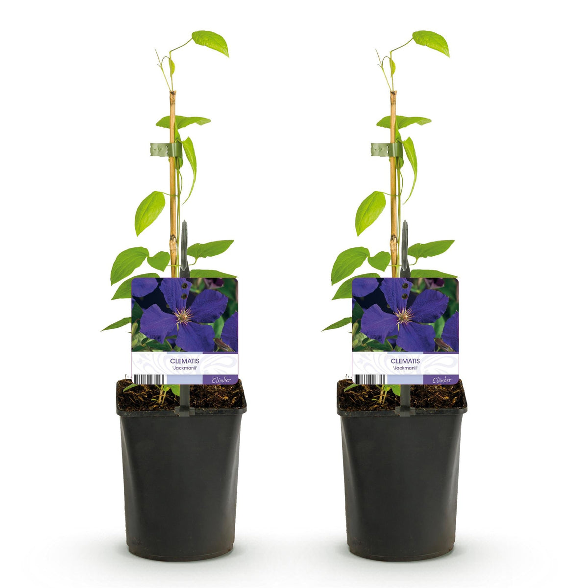 Klimplant - Clematis Jackmanii - 2 planten - Forestbloom