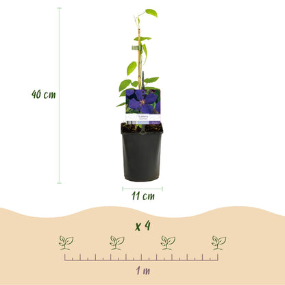 Klimplant - Clematis Jackmanii - 2 planten - Forestbloom