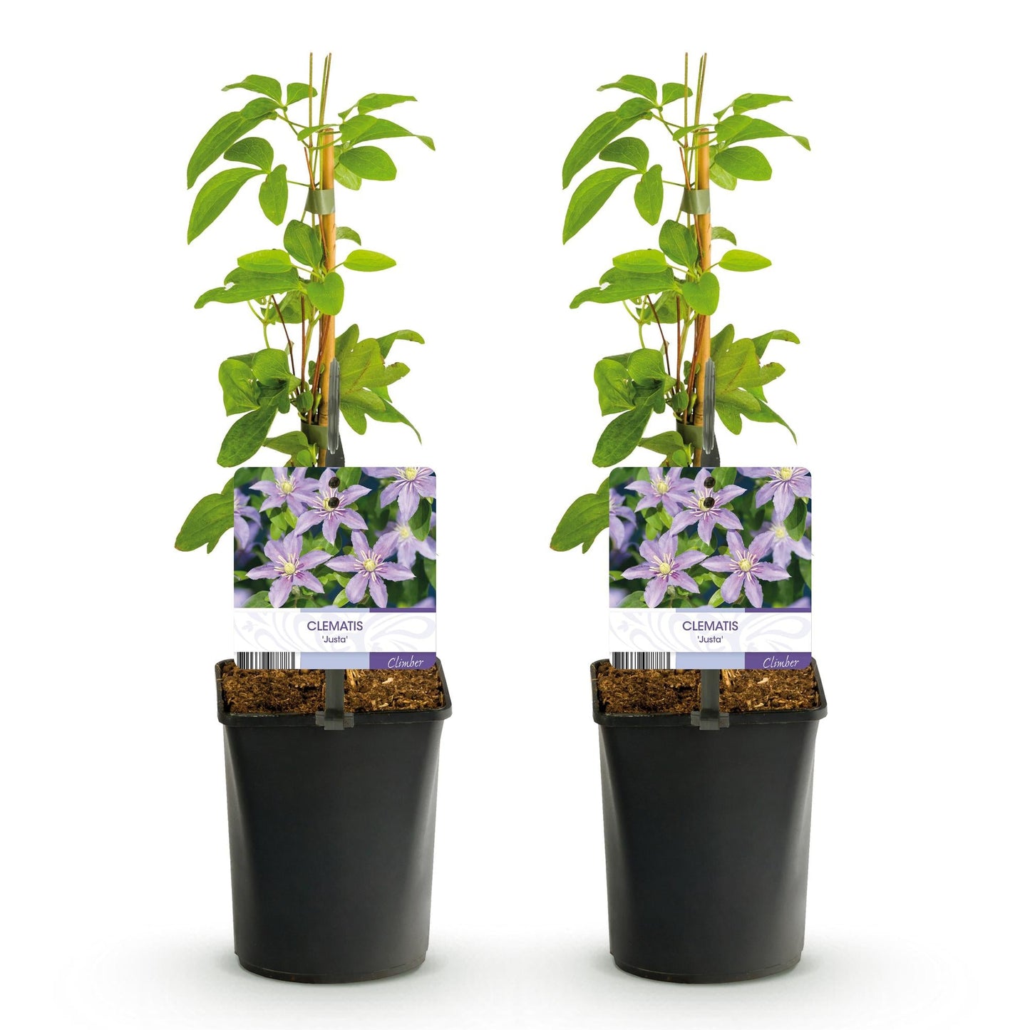 Klimplant - Clematis Justa - 2 planten - Forestbloom