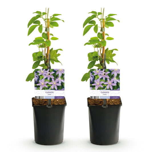 Klimplant - Clematis Justa - 2 planten - Forestbloom