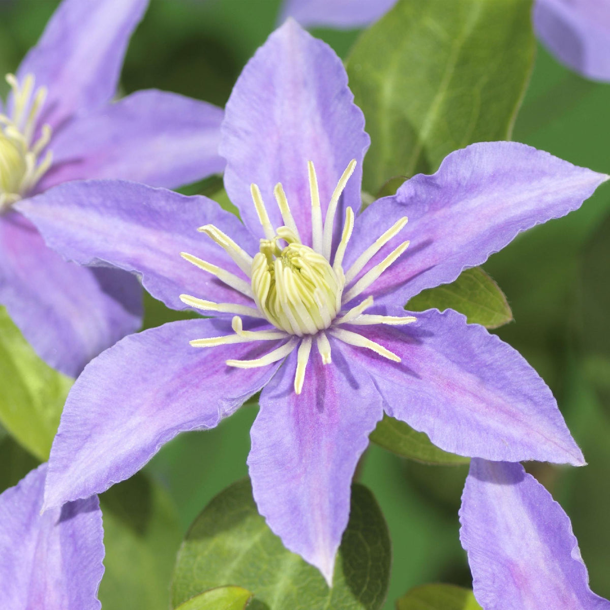 Klimplant - Clematis Justa - 2 planten - Forestbloom