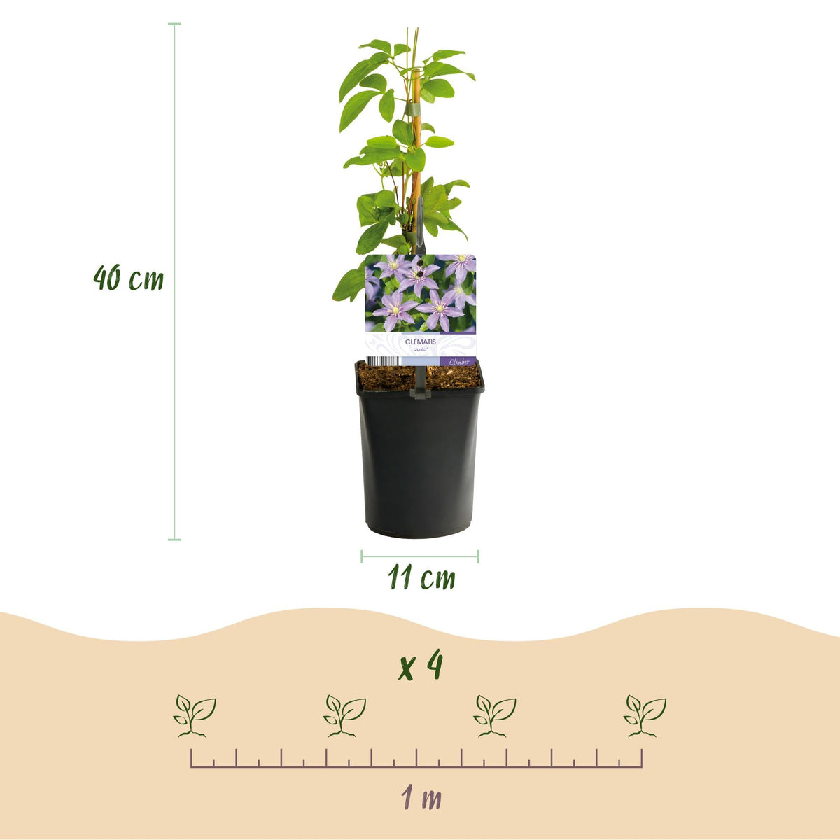 Klimplant - Clematis Justa - 2 planten - Forestbloom