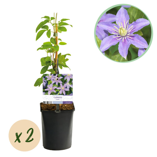 Klimplant - Clematis Justa - 2 planten - Forestbloom