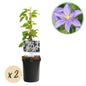 Klimplant - Clematis Justa - 2 planten - Forestbloom