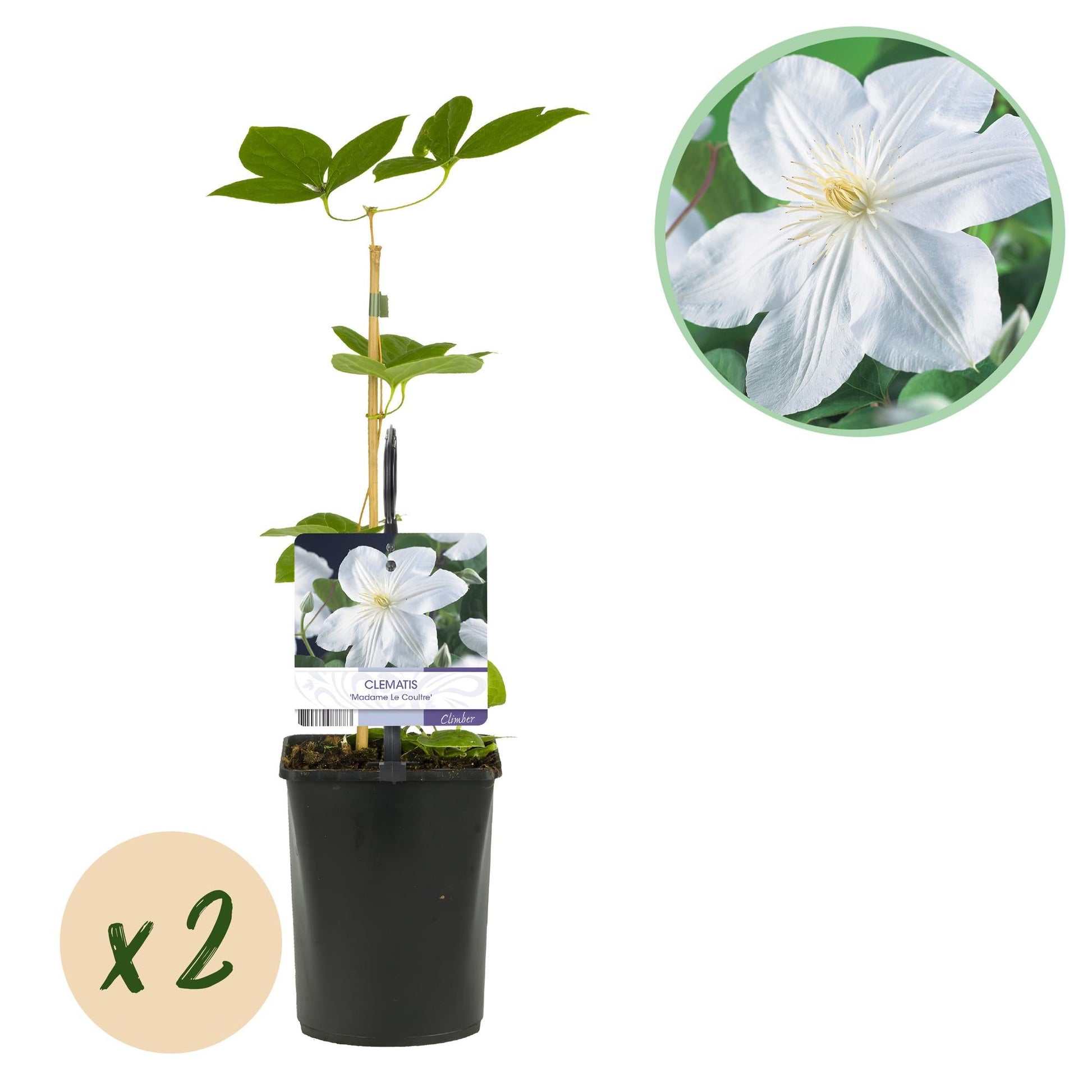 Klimplant - Clematis Madame Le Coultre - 2 planten - Forestbloom