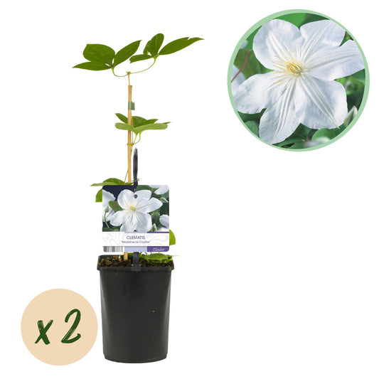 Klimplant - Clematis Madame Le Coultre - 2 planten - Forestbloom