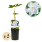 Klimplant - Clematis Madame Le Coultre - 2 planten - Forestbloom