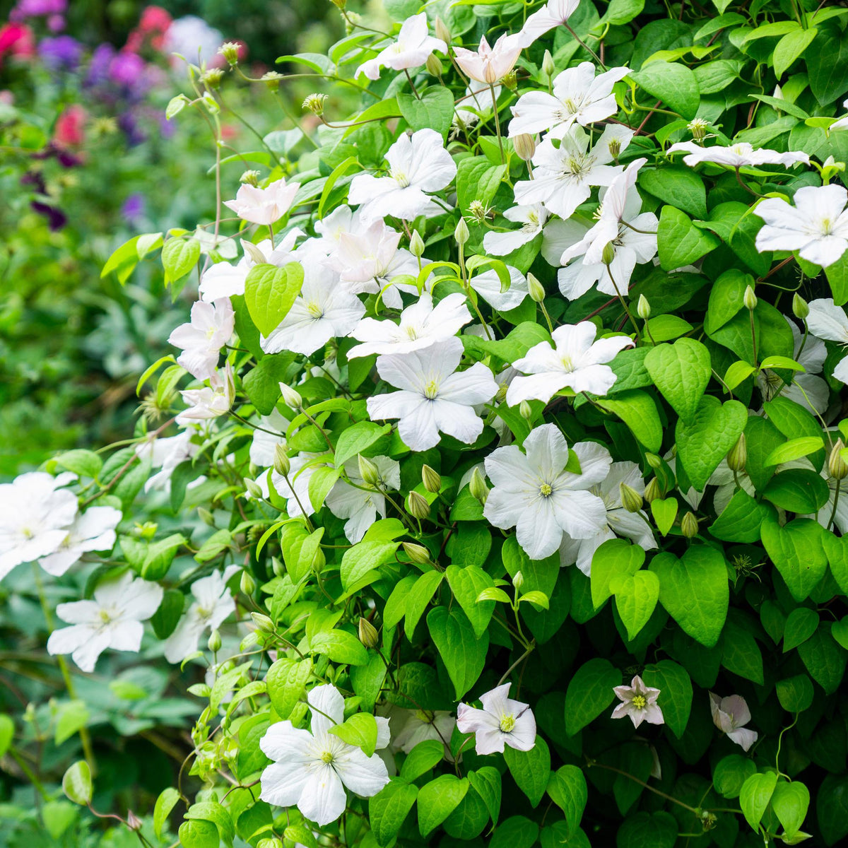 Klimplant - Clematis Madame Le Coultre - 2 planten - Forestbloom