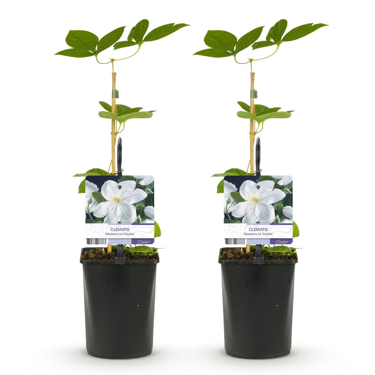 Klimplant - Clematis Madame Le Coultre - 2 planten - Forestbloom