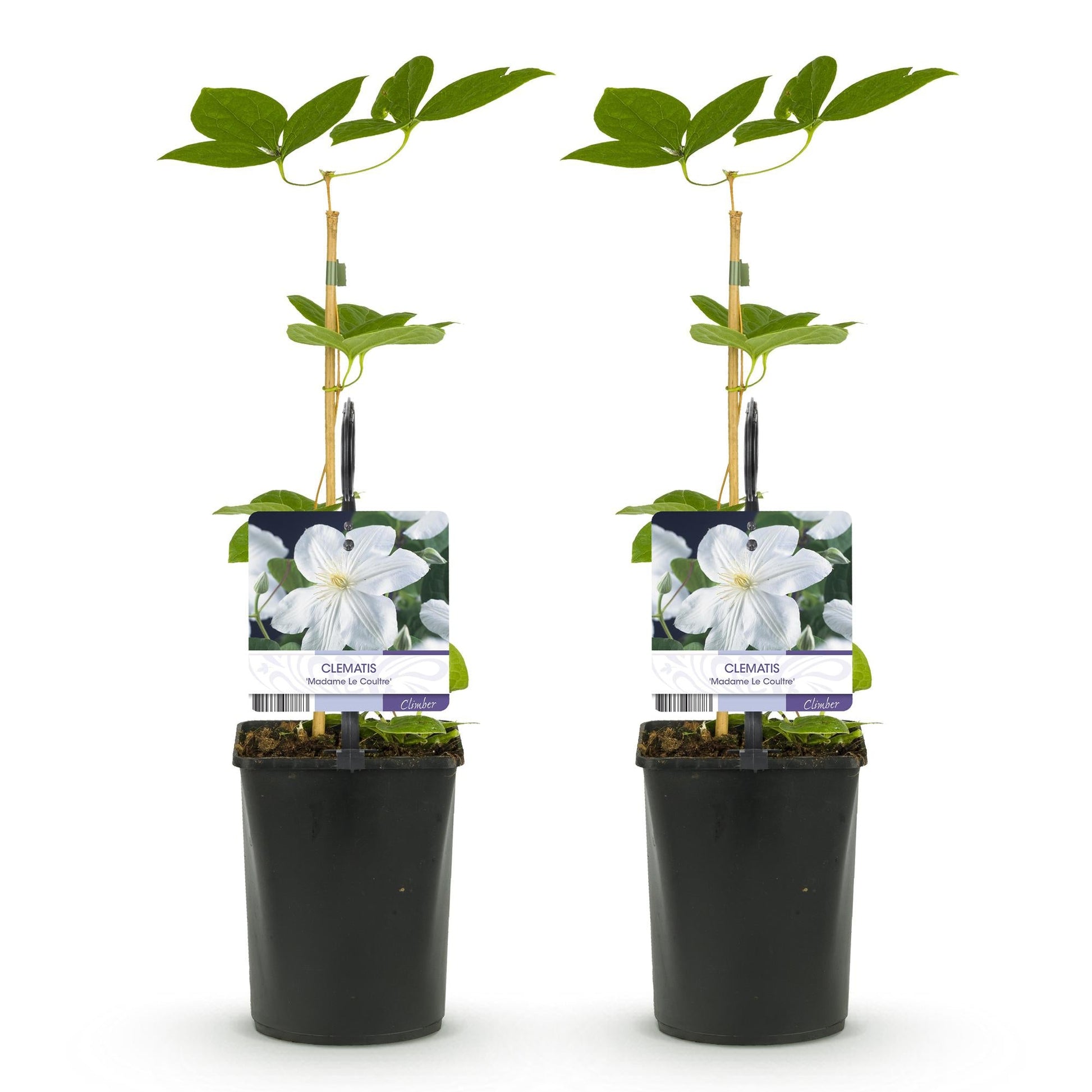 Klimplant - Clematis Madame Le Coultre - 2 planten - Forestbloom
