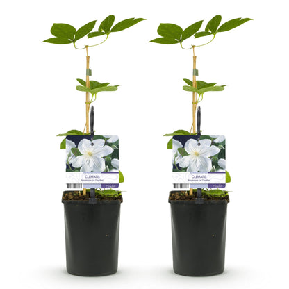 Klimplant - Clematis Madame Le Coultre - 2 planten - Forestbloom