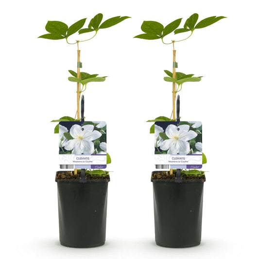 Klimplant - Clematis Madame Le Coultre - 2 planten - Forestbloom