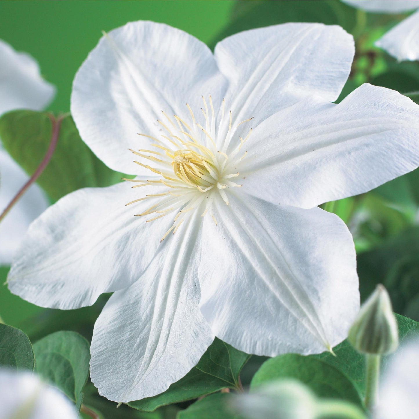 Klimplant - Clematis Madame Le Coultre - 2 planten - Forestbloom
