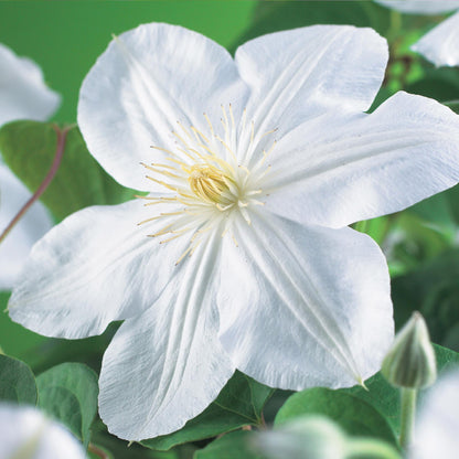 Klimplant - Clematis Madame Le Coultre - 2 planten - Forestbloom