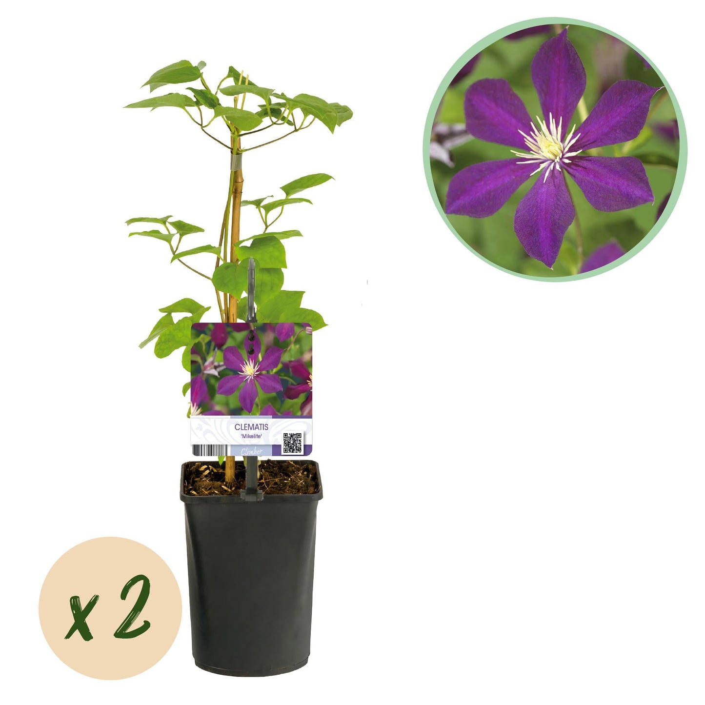 Klimplant - Clematis Mikelite - 2 planten - Forestbloom