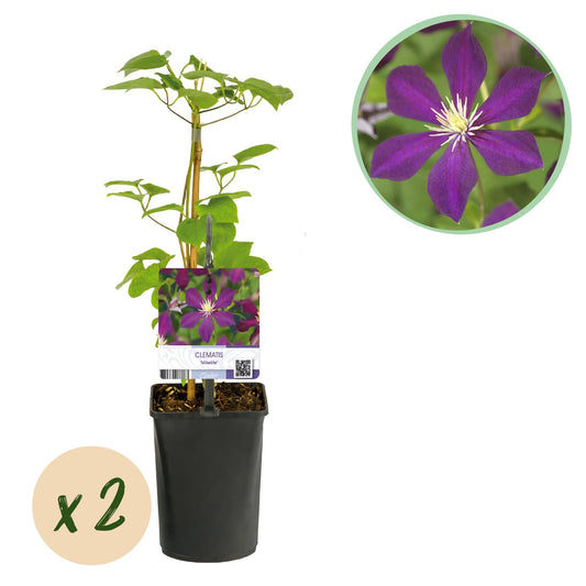 Klimplant - Clematis Mikelite - 2 planten - Forestbloom
