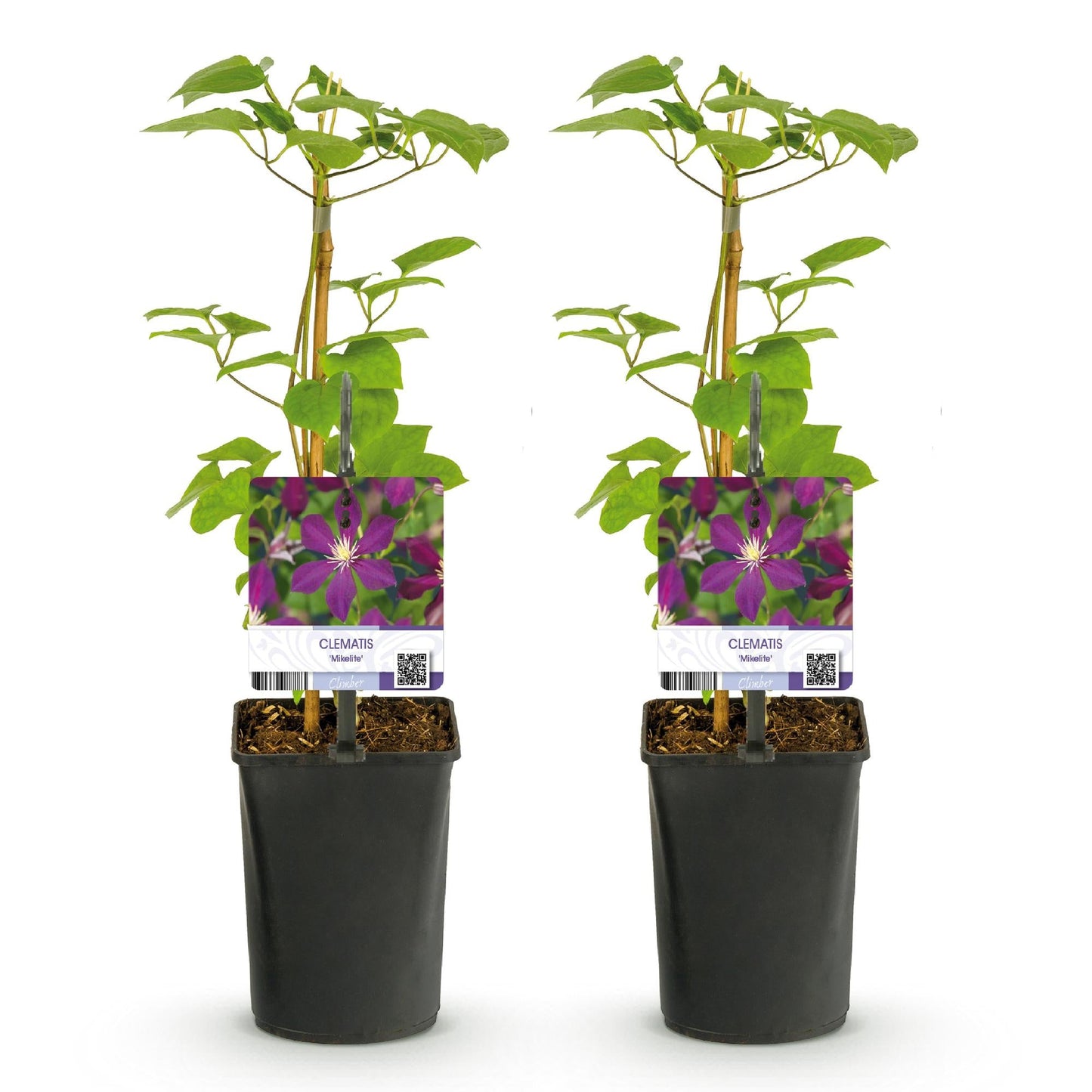 Klimplant - Clematis Mikelite - 2 planten - Forestbloom