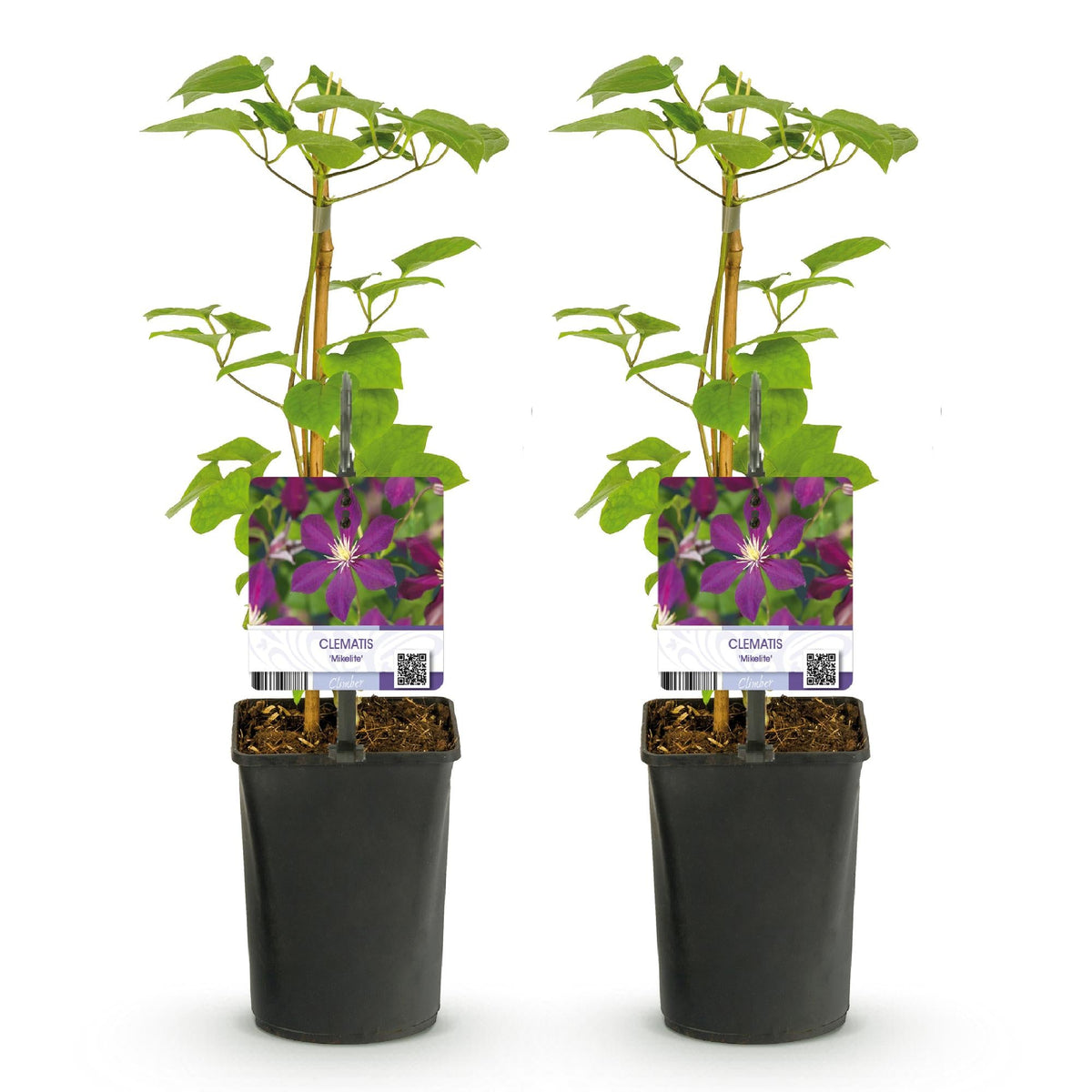 Klimplant - Clematis Mikelite - 2 planten - Forestbloom