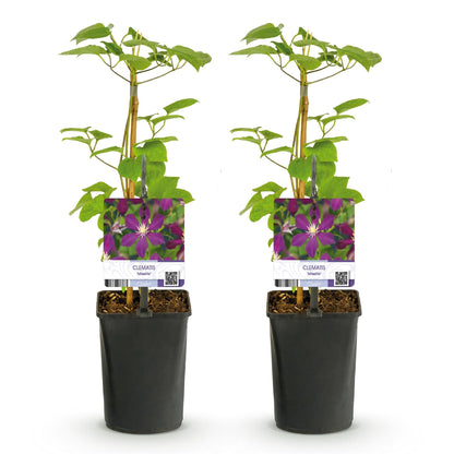 Klimplant - Clematis Mikelite - 2 planten - Forestbloom