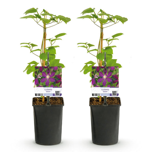 Klimplant - Clematis Mikelite - 2 planten - Forestbloom