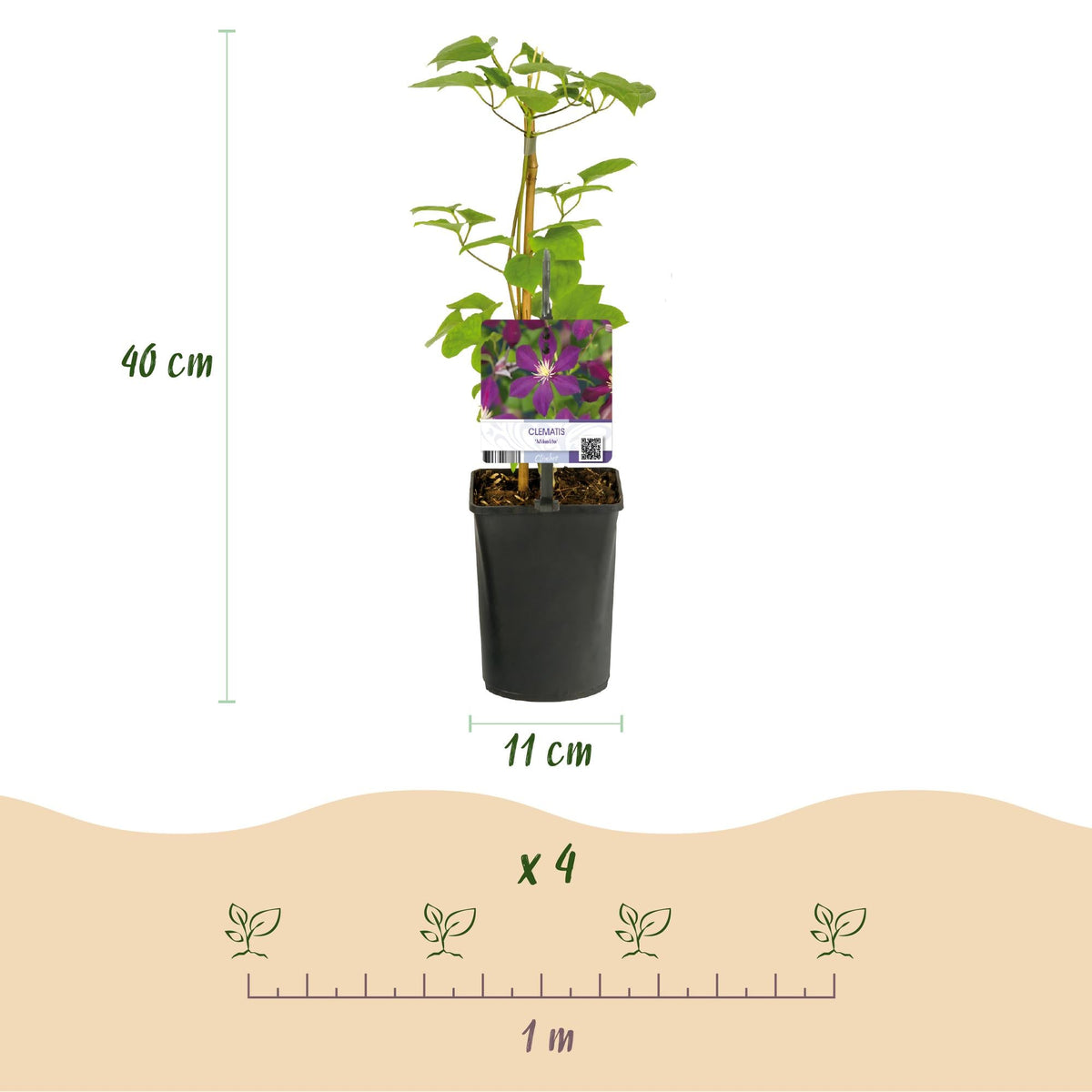 Klimplant - Clematis Mikelite - 2 planten - Forestbloom