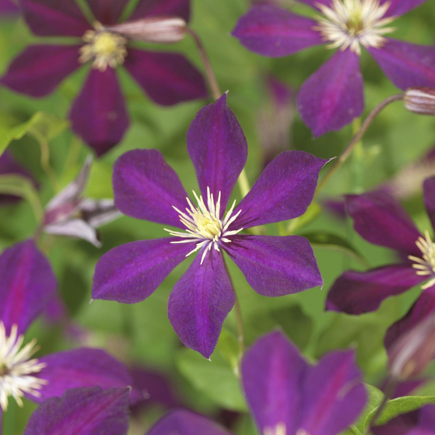 Klimplant - Clematis Mikelite - 2 planten - Forestbloom